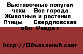 Выставочные попугаи чехи  - Все города Животные и растения » Птицы   . Свердловская обл.,Ревда г.